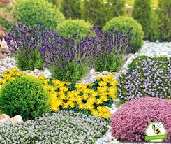 Mein Schoner Garten Niedrige Staudenklassiker 14 Pflanzen Gunstig Online Kaufen Mein Schoner Garten Shop Pflanzen Pflanzplan Hortensien Garten