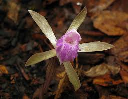 Image result for Nervilia crociformis