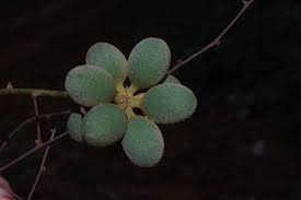 Image result for Monanthotaxis trichantha