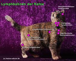 Anatomie Korperbau Der Katze Cattalk Das Katzen Forum