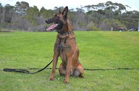 Free for commercial use no attribution required high quality images. Belgian Malinois Police Dogs For Sale K10 Workingdogs Holland