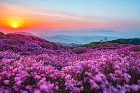 Hapcheon Hwangmaesan Royal Azalea Festival Is Organized Every Year At The Hwangmaesan County Park The Mo Cool Places To Visit Famous Places South Korea Travel