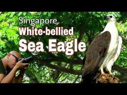 (or, au) india to tasmania. White Bellied Sea Eagle Bird Watching In Singapore Potong Pasir With Canon Powershot Sx60 Hs Youtube