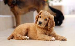 (some puppies will yelp and squeal even if they are not hurt. How Do I Get My Older Dog To Stop Attacking My New Puppy Pethelpful By Fellow Animal Lovers And Experts