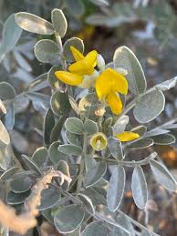 Image result for Phylohydrax