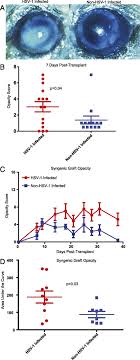In the brain, it causes encephalitis (usually hemorrhagic necrosis. Subclinical Herpes Simplex Virus Type 1 Infections Provide Site Specific Resistance To An Unrelated Pathogen The Journal Of Immunology