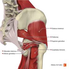 The hip joint is a synovial joint between the femoral head and the acetabulum of the pelvis. Hip Anatomy Physiopedia