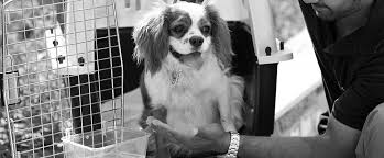 Pet transport service in kerala. Pet Shipping Pet Relocation Move One Pet Shippers