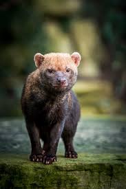 Bush Dog Animals Wild Wild Dogs Unusual Animals