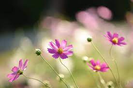 Pin On Beautiful