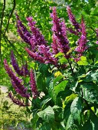 Image result for Odontonema callistachyum