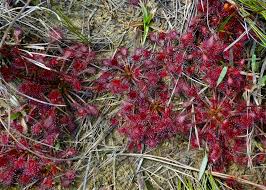 Image result for Drosera pilosa