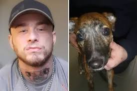 Angry Hull man beat puppy unconscious and threatened to 'kill it' after it  peed