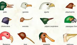 Pengertian Adaptasi Fisiologi Morfologi Tingkah Laku Contoh