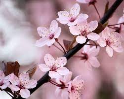 Joyful Nature Photograph Floral Print Pink Cherry Etsy Sakura Cherry Blossom Flowers Photography Flowers Photography Wallpaper