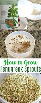 How to grow or make fenugreek sprouts and its benefits / how to sprout fenugreek. How To Grow Fenugreek Sprouts Start To Finish One Hundred Dollars A Month