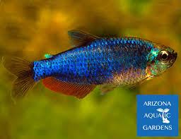 Maybe you would like to learn more about one of these? Super Blue King Tropical Tetra Inpaichthys Kerri Arizona Aquatic Gardens