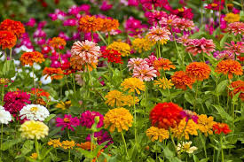Only a few of these species. A Guide To The Different Types Of Zinnias Gardener S Path