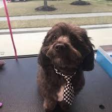 Aussie pet mobile is a quality pet grooming service that offers an exceptional full service grooming experience for your pets in a stress free environment in full comfort and safety right in your driveway. Pet Groomers In Katy Yelp
