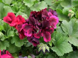 Image result for Pelargonium
