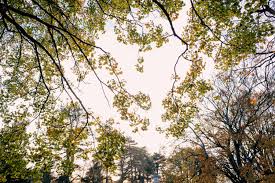 Autumn Sky Pictures | Download Free ...