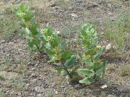 Southwest Monarch Study Milkweed Plants Pollination