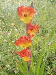 Image result for Gladiolus dalenii