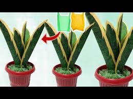 Diy Tanaman Lidah Mertua Dari Plastik Kresek How To Make Sansevieria Plant From Plastic Bag Youtube Pola Bunga Kreatif Bunga