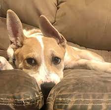 Adopt Sonny On Petfinder Dog Adoption Dogs Beautiful Dogs