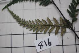 Image result for Pityrogramma calomelanos