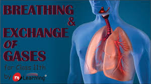 Breathing And Exchange Of Gases Cellular Respiration 01 For Class 11th And Aipmt Youtube