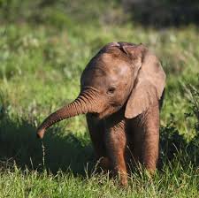 How much does an elephant weigh. How Heavy Is A Newborn Elephant Peepsburgh