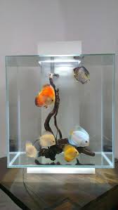My Recent Setup Fluval Edge Aquarium With Discus Fish Ikan Hiasan Aquarium