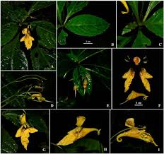 Image result for Balsaminaceae