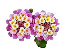 Image result for Dioscoreophyllum cumminsii