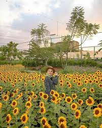 Berada di antara kembang matahari yang bermekaran membuat suasana hati ceria. 10 Kebun Bunga Matahari Di Indonesia Yang Memesona Dan Instagramable