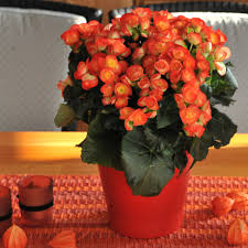 Image result for Begonia gentilii