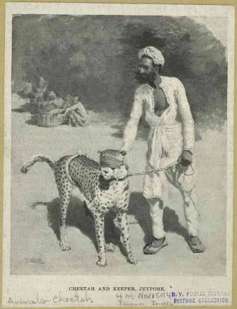 The Story of India's Cheetahs': How the cheetah went from being hunter to hunted