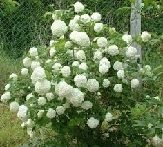 Bekijk meer ideeën over sneeuwbal, sneeuwbol, sneeuwhuisjes. Viburnum Opulus Sneeuwbal 80 100 C10 Palmhunters Sneeuwbal Bostuin Bloementuin