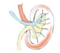 Simptomele caracteristice pentru insuficiență renală se manifestă. De Ce Apare InsuficienÅ£a RenalÄ