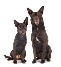 Australian Kelpie Bred To Be Nimble And Quick Used To Herd Sheep