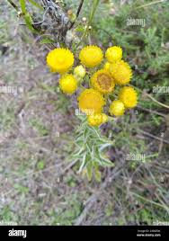 Image result for Helichrysum foetidum