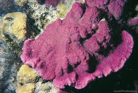 Image result for Cassipourea mollis