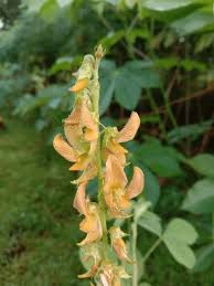 Image result for Crotalaria pisicarpa