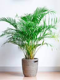 Areca Palm Plants - How To Grow Areca Palm Houseplant