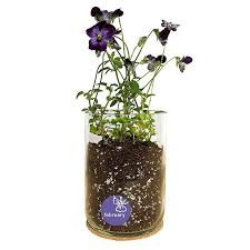 Birth Month Flower Grow Kit Garden Gifts Birthday Gifts Birth Month Flowers Month Flowers Growing Flowers