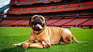 Unlike many teams, cleveland's mascot won't per chris fillar of 92.3 the fan in cleveland, browns v.p. Beloved Browns Mascot Swagger Passes Away