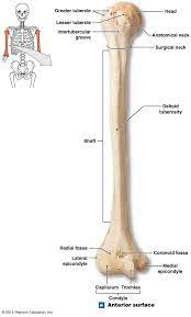 The Parts Of The Condyle Of The Humerus Human Anatomy And Physiology Medical Anatomy Anatomy And Physiology