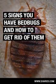 bed bugs are kind of a nightmare but the important thing is to know how to identify if you have them because then you bed bugs bed bug bites rid of