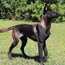 You have plenty of color options to choose from to best suit your fur baby. Malinoisworld Co Shared A Photo On Instagram Amazing Color ð…ð¨ð¥ð¥ð¨ð° Guard Dogs Co ð…ð¨ð¥ð¥ð¨ In 2021 Belgian Malinois Dog Malinois Dog Malinois Puppies